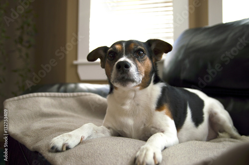 Jack Russell terrier dog relaxing on a beige blanket abstract wi