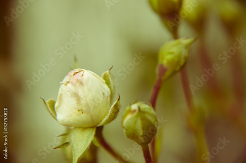 White rose bud on a garden background. New buds.