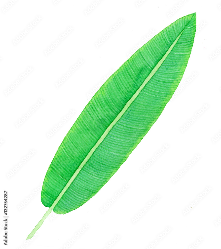 Tropical watercolor leaf. Tropical watercolor leaf.