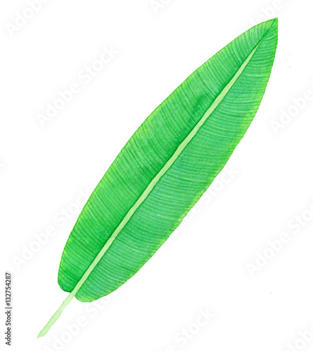 Tropical watercolor leaf.