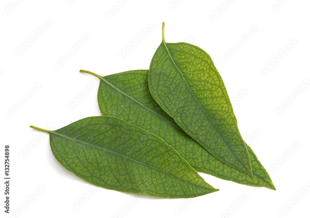 Obraz premium eucalyptus leaves isolated