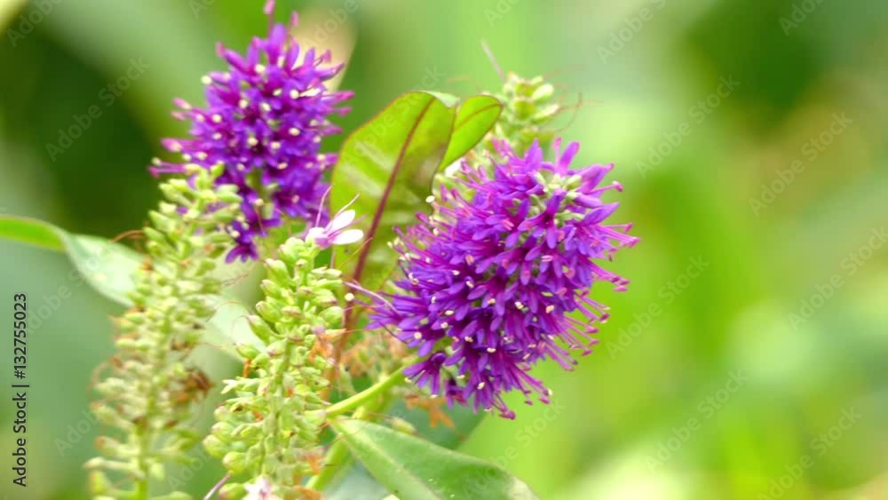 Hebe speciosa is species of flowering plant in plantain family known by