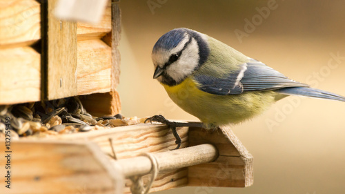 Blaumeise an einem Vogelhaus photo
