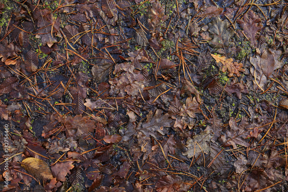 Texture of weeping fallen leaves. Autumn oak leaves and moss in the water. Texture of weeping fallen leaves. Autumn oak leaves and moss in the water.