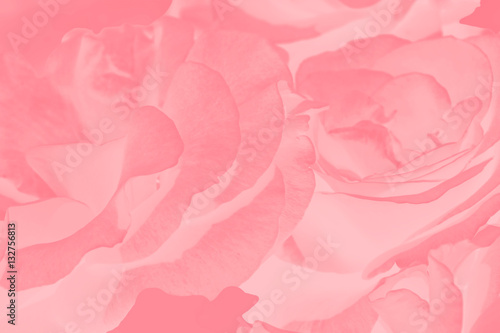 Festive blurred background of red roses