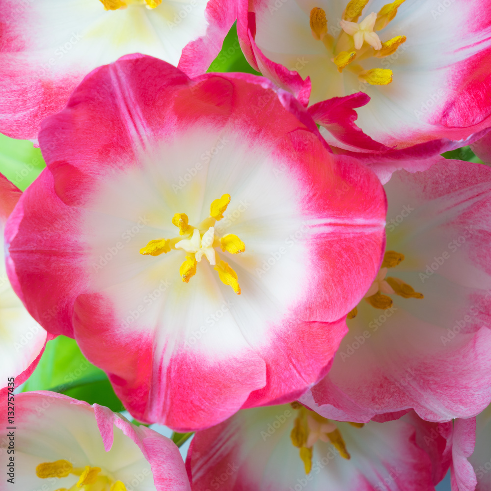 Pink tulip flower