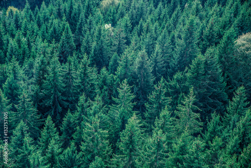 Fir forest view from above - beautiful nature of forest