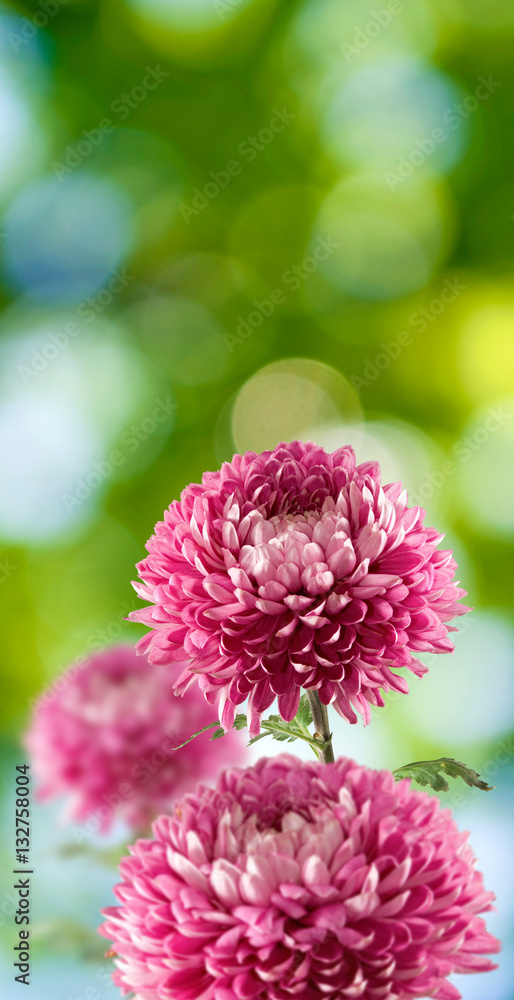 isolated image of beautiful flowers on yellow background. isolated image of beautiful flowers on yellow background.