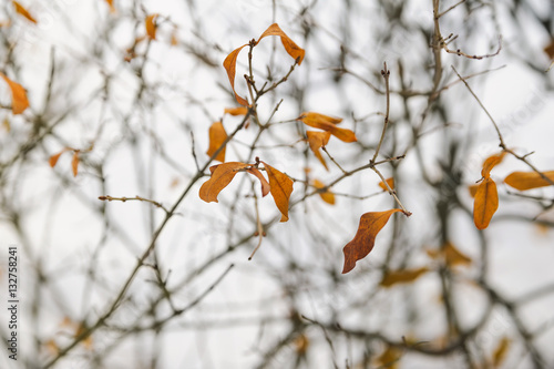 dry leaves on a winter cloudy backgrounds photo