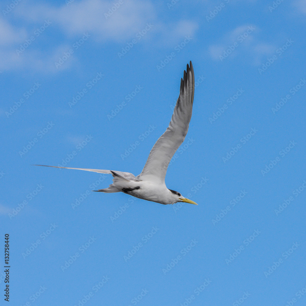 Great crested tern, sea bird, Polynesia, flight Great crested tern, sea bird, Polynesia, flight