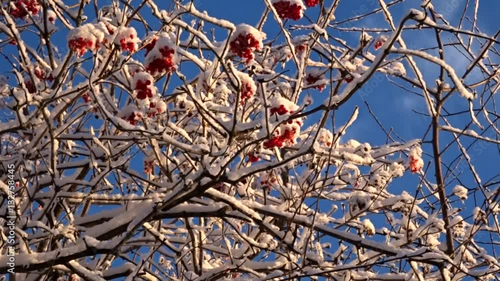 viburnum and snow