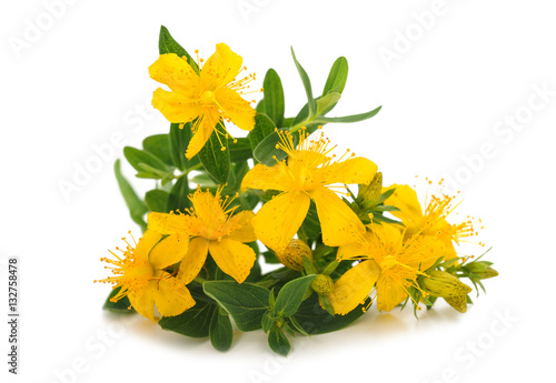 Obraz na płótnie St. John's wort