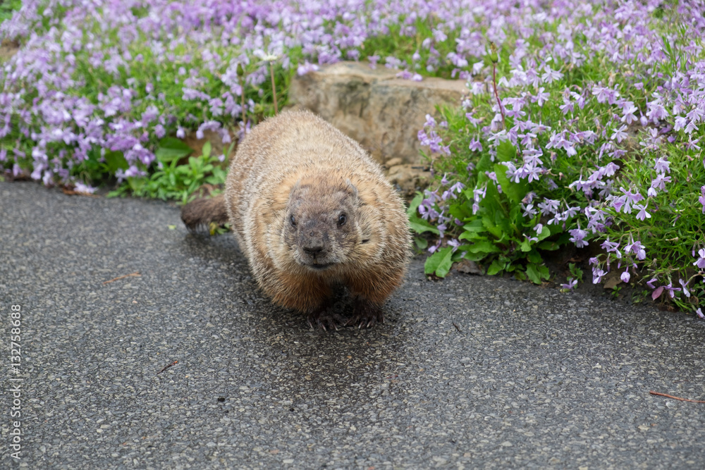 beaver with flowers