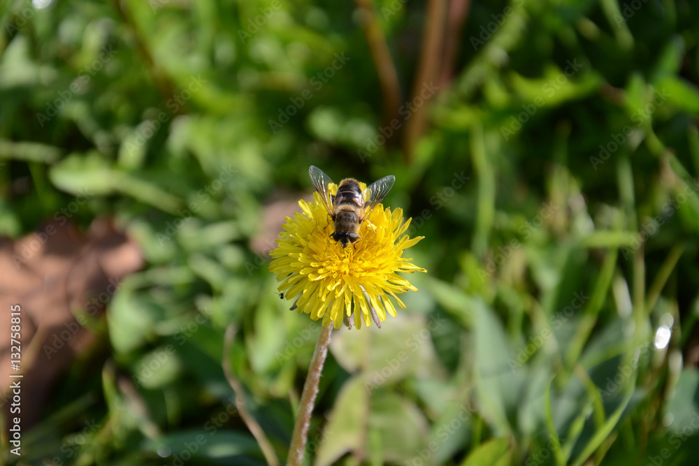 Fototapeta premium Bee on dandelion