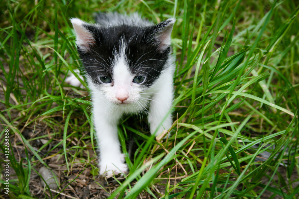 Black and white kitten in the grass