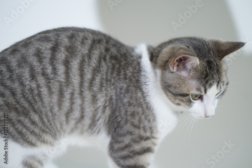 Obraz na płótnie home cat w salonie