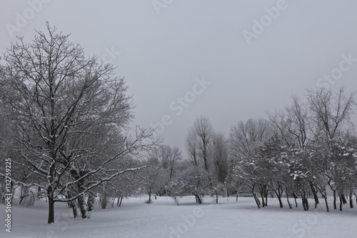 winter landscape