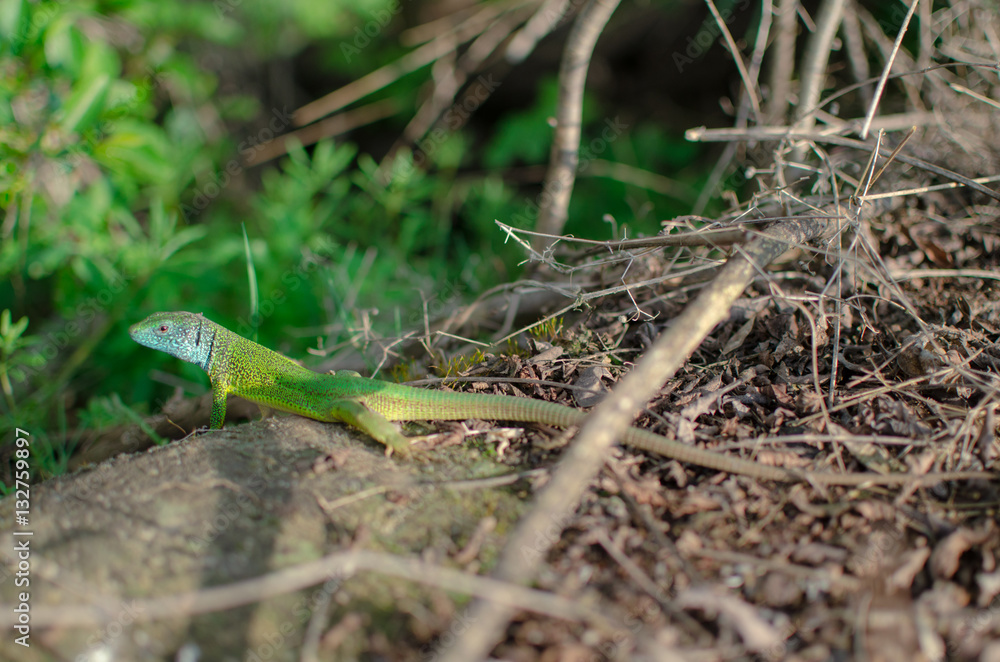 lizard lizard