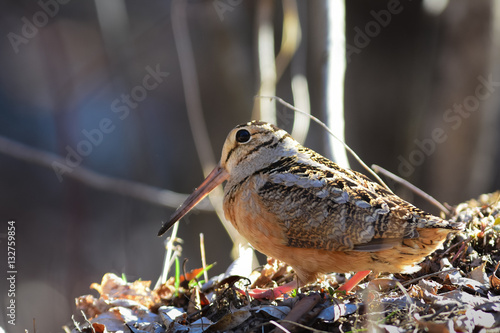 American woodcock on the forest floor