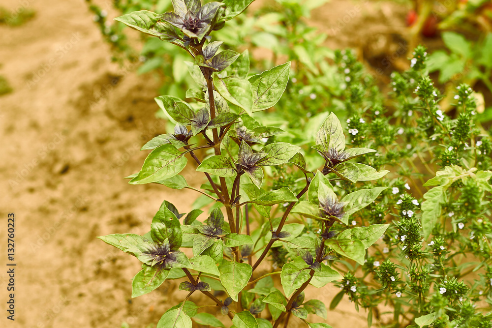 Basil plants at an organic small farm Basil plants at an organic small farm