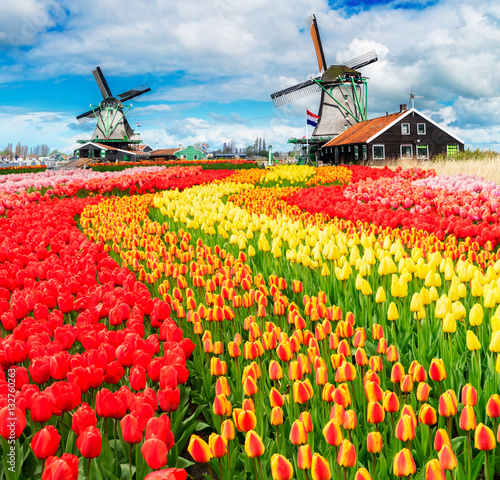 two traditional Dutch windmills of Zaanse Schans and rows of tulips, Netherlands