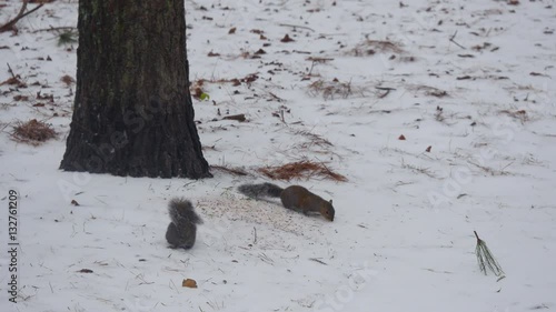 Squirrels Eating Seeds While Snow is Falling at Dusk