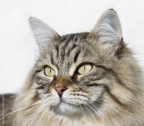 brown tabby cat of siberian breed outdoor