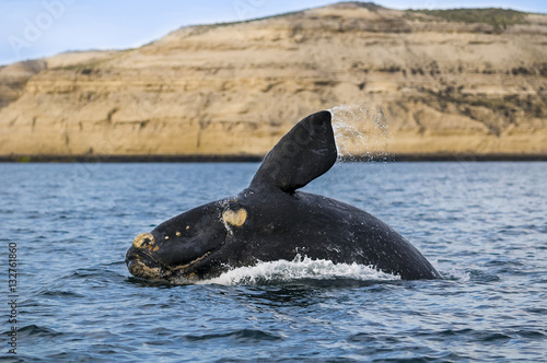 Right Whale, Patagonia , Argentina
