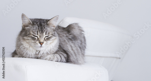 beauty silver cat of siberian breed indoor