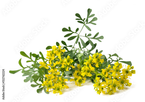 Rue (ruta graveolens)