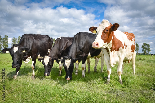 Vier Holstein-Friesian K  he in Reihe auf einer Sommerwiese