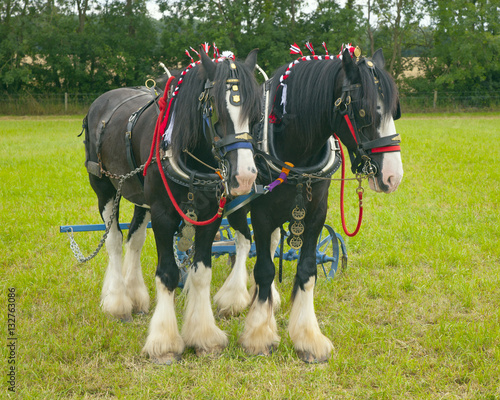 pair of Heavy Horses in harness ready to pull plough