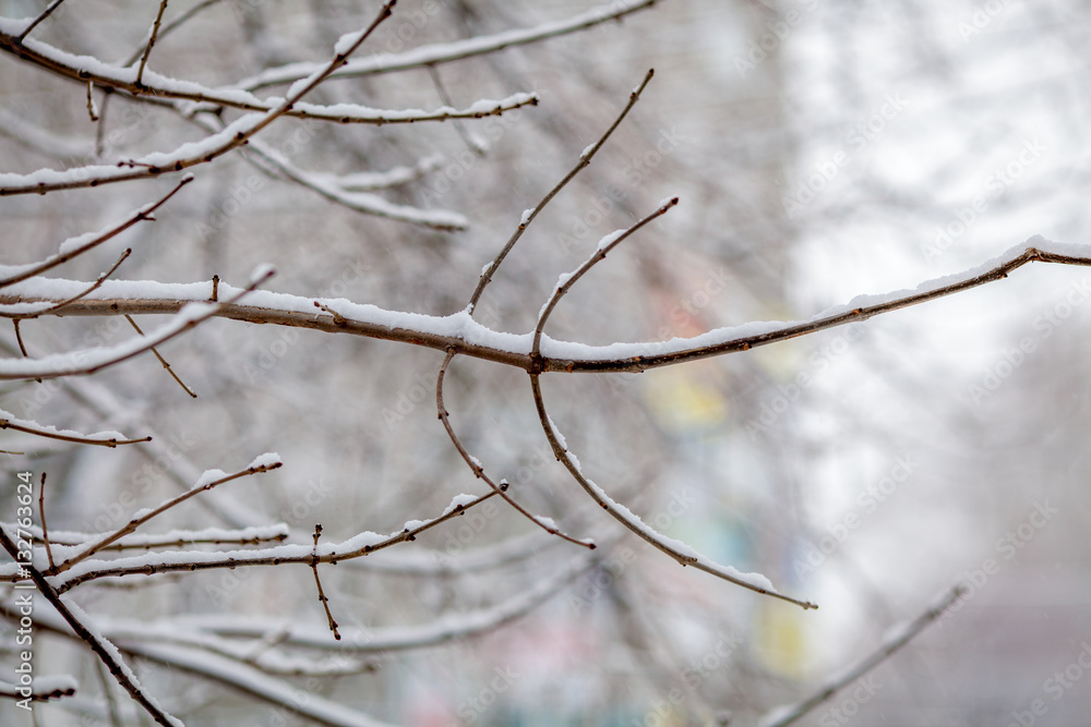 Branch with snow in the winter