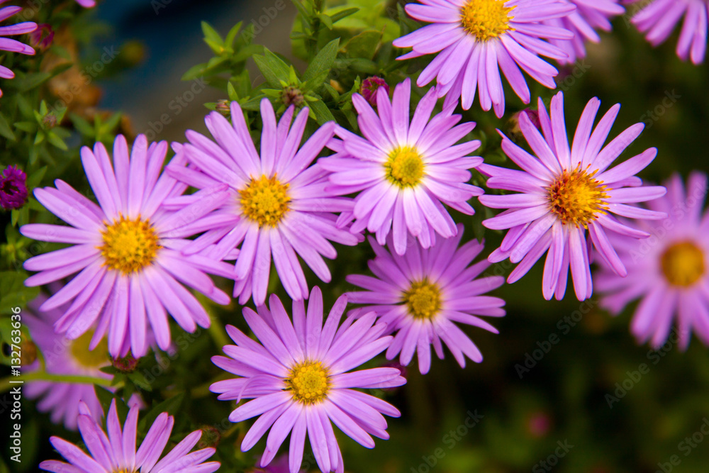 Autumn perennial aster purple on a green background Autumn perennial aster purple on a green background