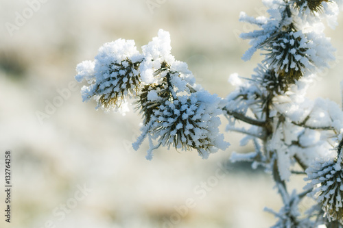 Distel unter Eis