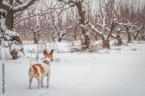 Fototapeta Naklejka Na Ścianę i Meble -  a hunting dog hunting in the winter