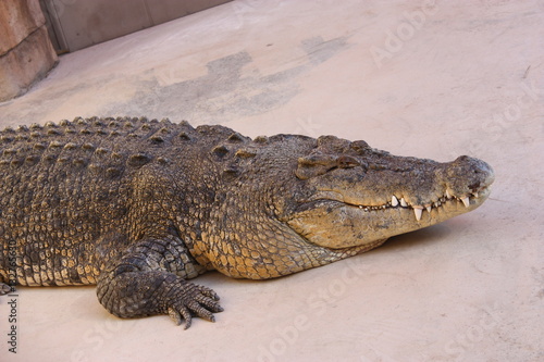 Australian big salt water crocodile  burt crocodile Dundee star in Darwin Australia