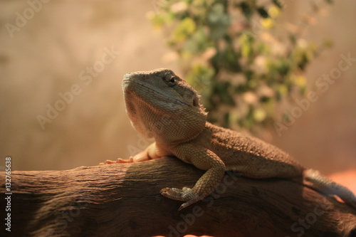 Lizard Australia amphibian on a branch