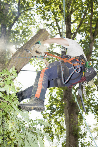Baumfällung mit Seilklettertechnik