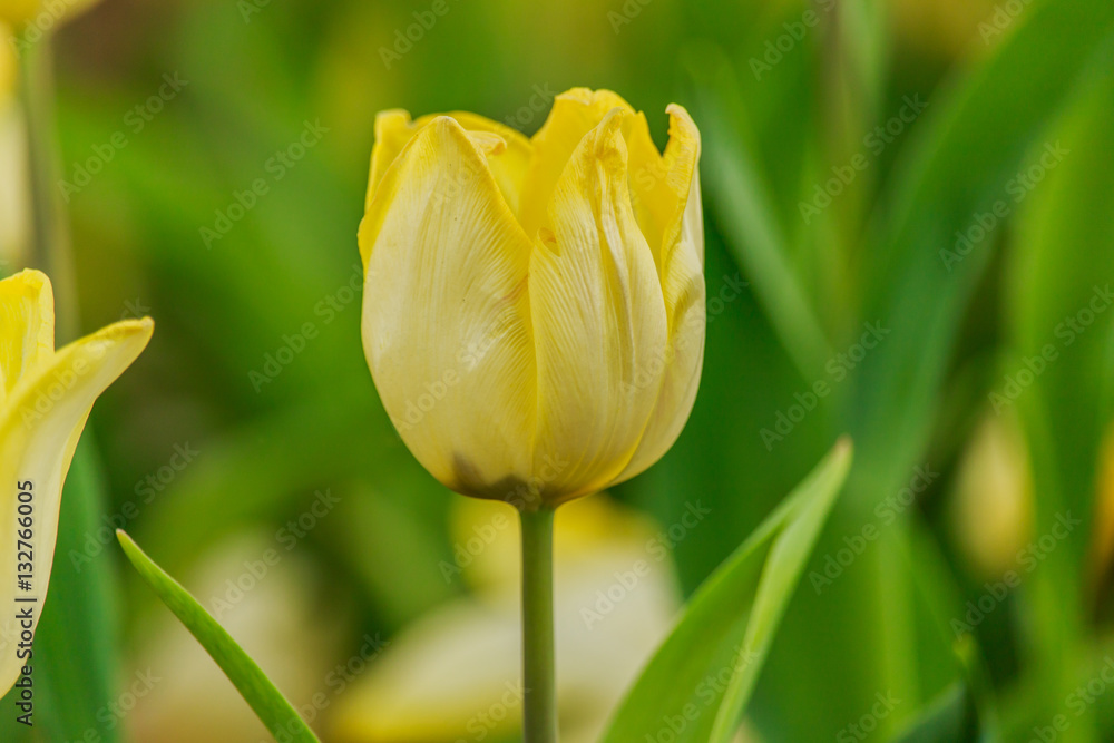 Beautiful yellow tulips blooming in the garden Beautiful yellow tulips blooming in the garden