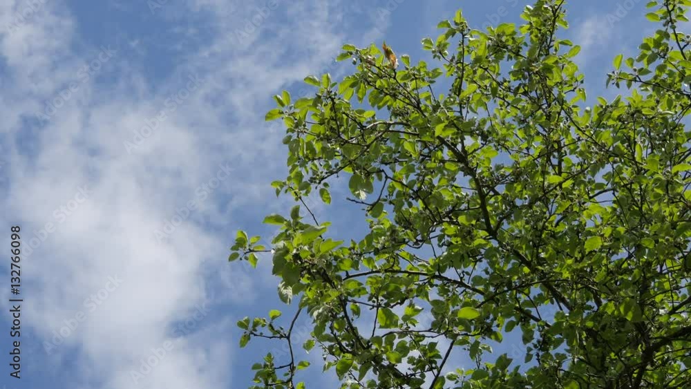 Tree Branches On Sky Background. Sunny Day Tree Branches On Sky Background. Sunny Day