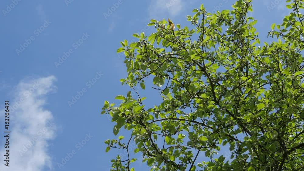 Tree Branches On Sky Background. Sunny Day Tree Branches On Sky Background. Sunny Day