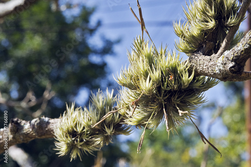 Bromeliad in its natural habitat