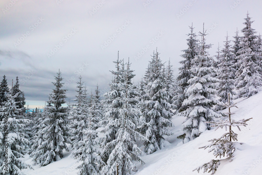 Spruces in snow, mountain Krkonose