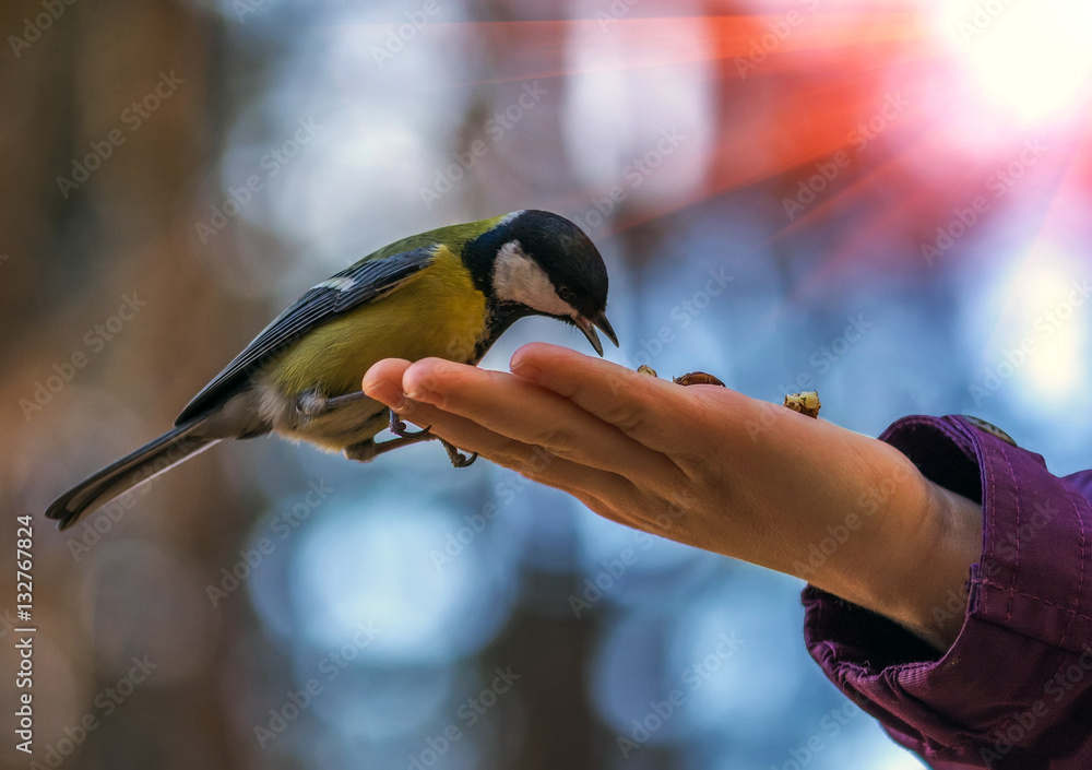 Naklejka premium sikorki dzikie ptactwo zjada na dłoni o zachodzie słońca.