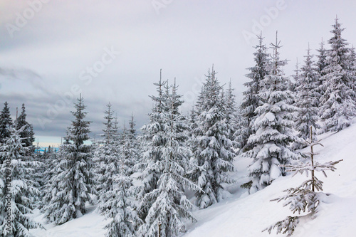 Spruces in snow, mountain Krkonose