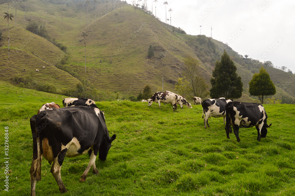 Cows in Cocora valley Cows in Cocora valley
