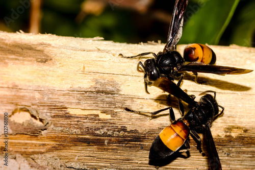 Two hornets strip bark from a tree branch. They work together perfectly with minimal communication. Copy space to the left.