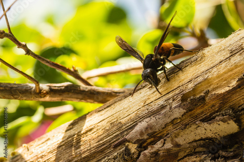 An orange and black hornet is busy stripping bark from a tree branch. Copy space to the left and bottom.