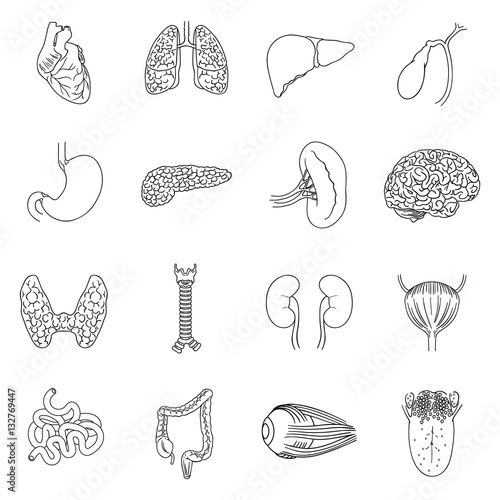 Human organs set icons in outline style. Big collection of human organs vector symbol stock illustration